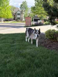 Reunited Male Dog last seen Christensen and platte canyon, Littleton, CO 80123