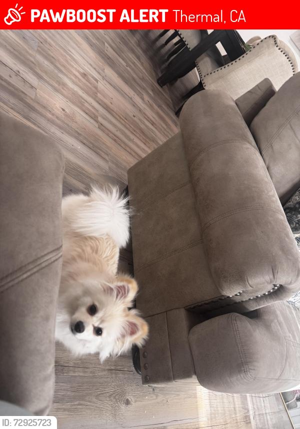 Lost Female Dog last seen Harrison st , Thermal, CA 92274