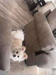 Lost Female Dog last seen Harrison st , Thermal, CA 92274