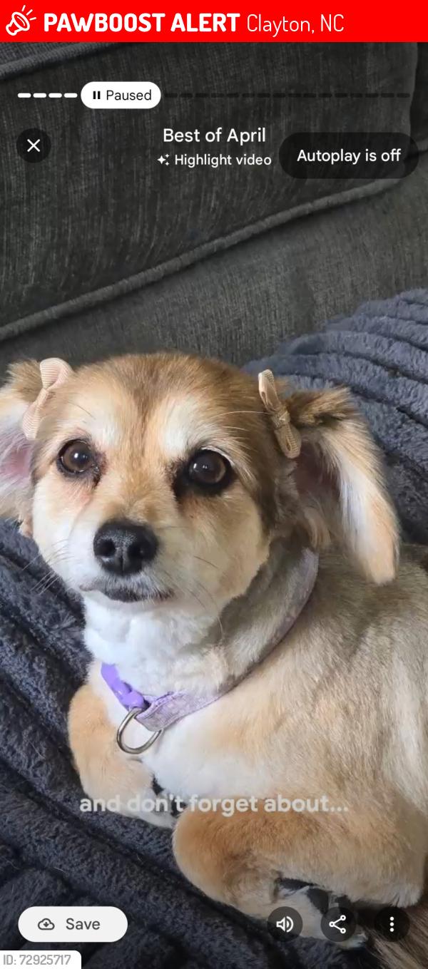 Lost Female Dog last seen Lakeside Plantation, Clayton, NC 27520