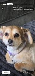 Lost Female Dog last seen Lakeside Plantation, Clayton, NC 27520