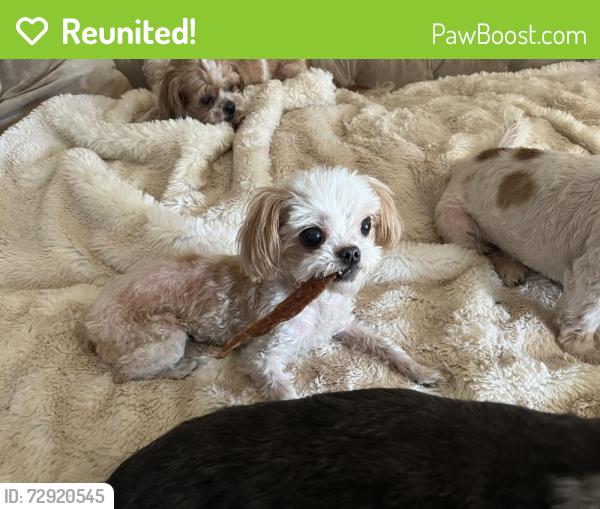 Reunited Male Dog last seen Downtown Santa Ana. Broadway & First St, Santa Ana, CA 92701