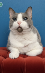 Reunited Male Cat last seen Timber Run neighborhood in Ravenna Ohio , Ravenna, OH 44266