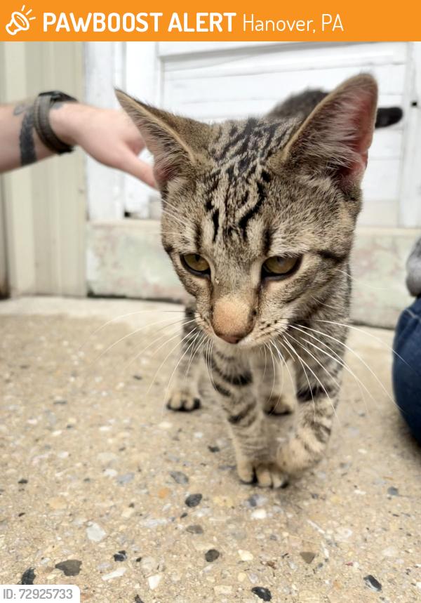 Found/Stray Male Cat last seen Maple Street and West Elm, Hanover, PA 17331