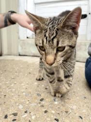 Found/Stray Male Cat last seen Maple Street and West Elm, Hanover, PA 17331