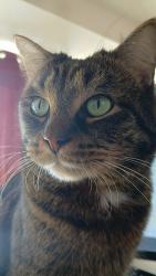 Lost Male Cat last seen Emerald Ave NE & Carrier Creek Blvd NE, Grand Rapids, MI 49503