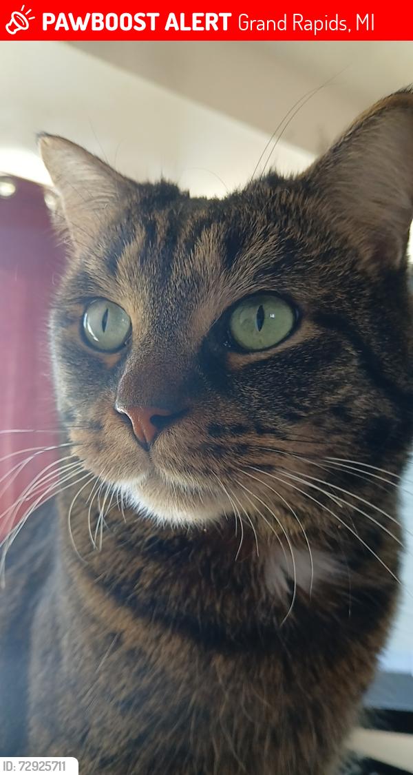 Lost Male Cat last seen Emerald Ave NE & Carrier Creek Blvd NE, Grand Rapids, MI 49503
