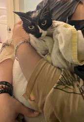 Reunited Female Cat last seen penn and 59th , Oklahoma City, OK 73119