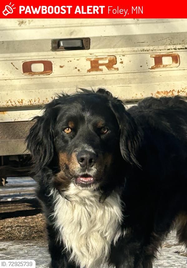 Lost Male Dog last seen Hwy 25 and *5th Ave, Foley, MN 56329