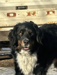 Lost Male Dog last seen Hwy 25 and *5th Ave, Foley, MN 56329