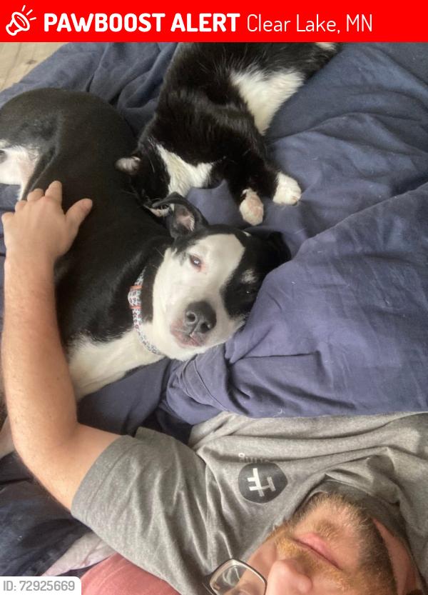 Lost Female Dog last seen Moorhouse ave, Clear Lake , Clear Lake, MN 55319