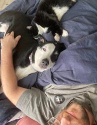 Lost Female Dog last seen Moorhouse ave, Clear Lake , Clear Lake, MN 55319