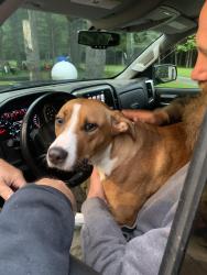 Found/Stray Female Dog last seen Old state road and silverthorn, Erie County, PA 16412