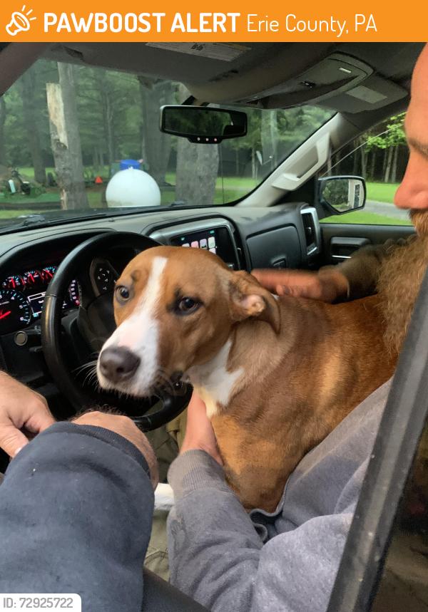 Found/Stray Female Dog last seen Old state road and silverthorn, Erie County, PA 16412