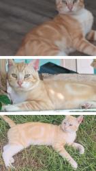 Lost Male Cat last seen Chandlee Ave, Mulberry Ave , Panama City, FL 32405
