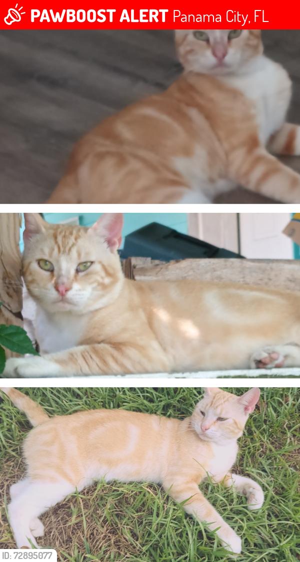 Lost Male Cat last seen Chandlee Ave, Mulberry Ave , Panama City, FL 32405
