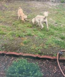 Reunited Female Dog last seen Food lion , Hampton, VA 23669