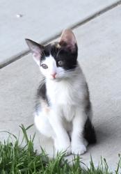 Reunited Female Cat last seen Arguello Dr, Jurupa Valley, CA 91752