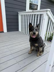Found/Stray Unknown Dog last seen Little Cove Rd, Sevierville, TN 37862