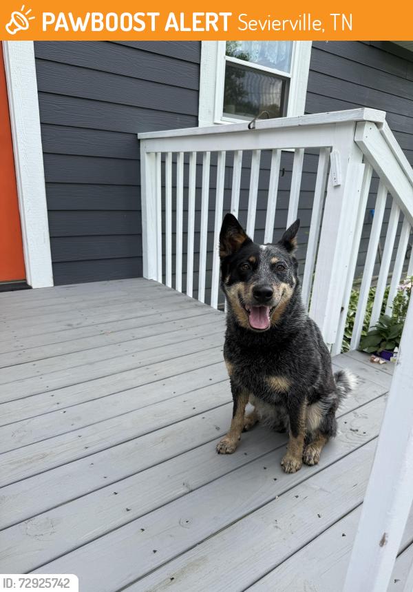 Found/Stray Unknown Dog last seen Little Cove Rd, Sevierville, TN 37862
