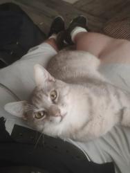 Lost Male Cat last seen Hill street and judson, Longview, TX 75605