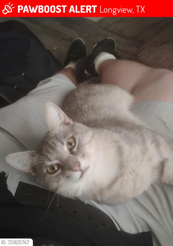 Lost Male Cat last seen Hill street and judson, Longview, TX 75605