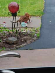 Reunited Unknown Cat last seen O'Brien Rd, Rome, NY 13440