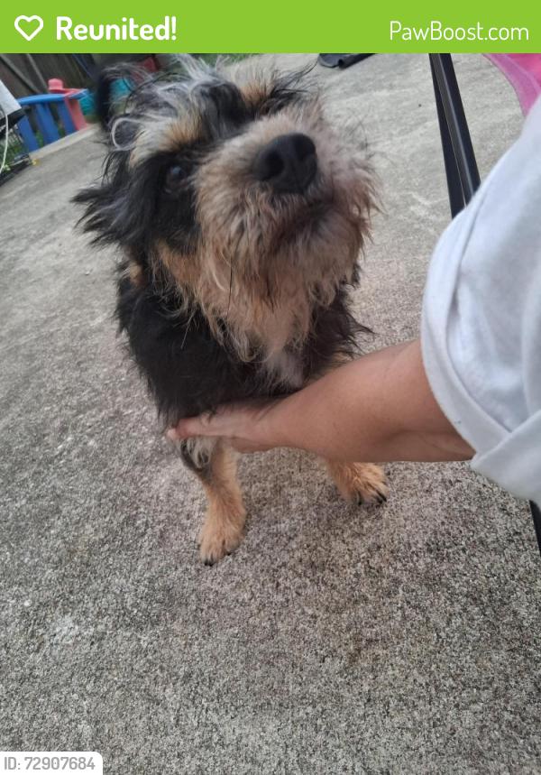 Reunited Male Dog last seen Louetta , Cypress, TX 77429