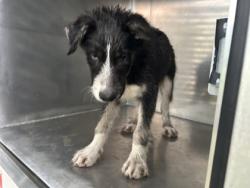 Shelter Stray Male Dog last seen , Outside Jurisdiction - Return, TX, 355 Hillshire Dr, Haslet, TX 76052, USA