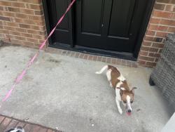 Reunited Female Dog last seen Pamalee Dr and Blanton Rd, Fayetteville, NC 28303