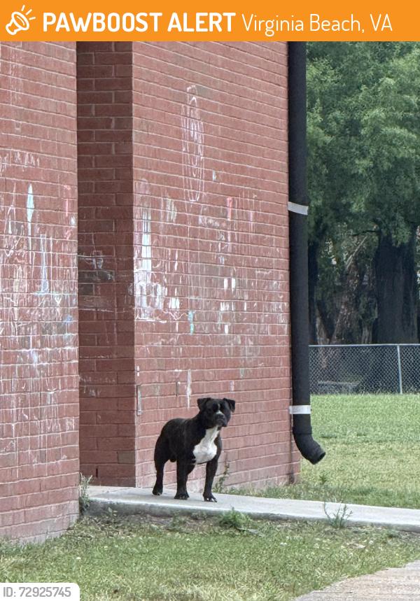 Found/Stray Unknown Dog last seen White Oaks Elementary School, roaming by trees in the back, Virginia Beach, VA 23462