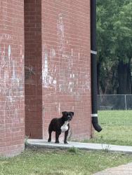 Found/Stray Unknown Dog last seen White Oaks Elementary School, roaming by trees in the back, Virginia Beach, VA 23462