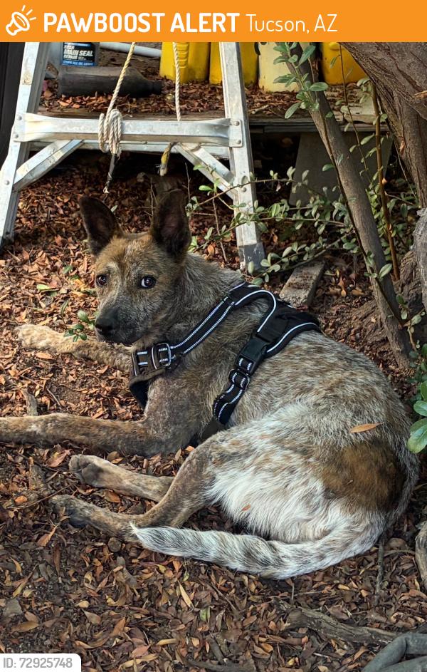 Found/Stray Unknown Dog last seen Swan rd and E 4800 block of East 18th st 85711, Tucson, AZ 85711