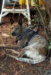 Found/Stray Unknown Dog last seen Swan rd and E 4800 block of East 18th st 85711, Tucson, AZ 85711
