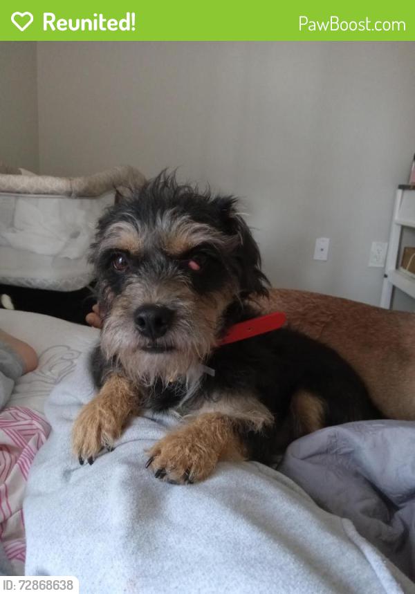 Reunited Male Dog last seen Louetta , Cypress, TX 77429
