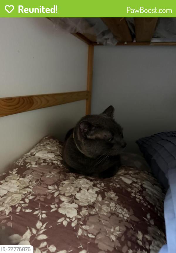 Reunited Male Cat last seen Near Fairview Ave, Bridgeport CT, Bridgeport, CT 06606