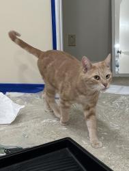Lost Male Cat last seen Gariepy Neighborhood, Edmonton, AB T6M 1A7