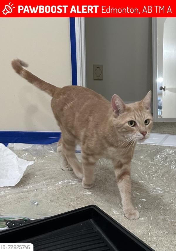 Lost Male Cat last seen Gariepy Neighborhood, Edmonton, AB T6M 1A7