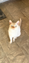 Lost Male Cat last seen Bly and thorn, San Diego, CA 92115