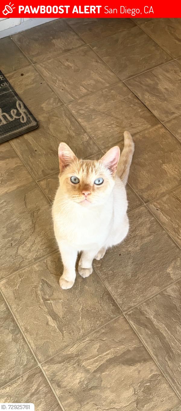 Lost Male Cat last seen Bly and thorn, San Diego, CA 92115