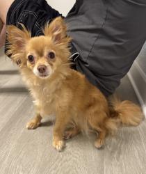 Reunited Female Dog last seen Avion apmts , Jacksonville, FL 32218
