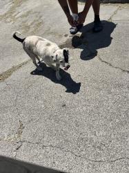 Reunited Unknown Dog last seen Harwood and maple  in Santa Ana , Santa Ana, CA 92701
