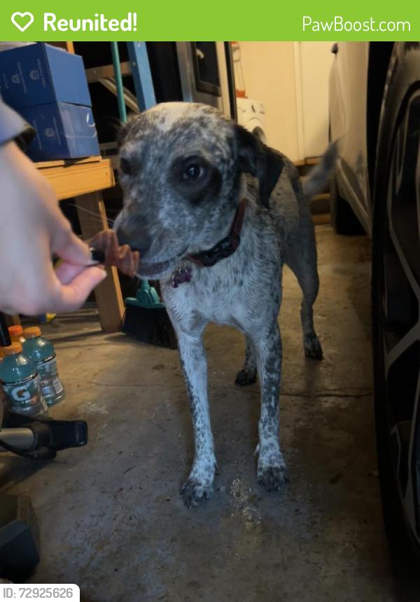 Reunited Female Dog last seen Near Oakland Ln, North Richland Hills, TX 76180, USA, North Richland Hills, TX 76180