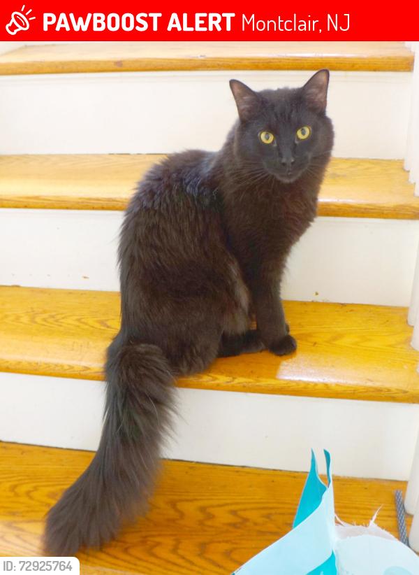 Lost Male Cat last seen Grove and Chestnut, Montclair, NJ 07042
