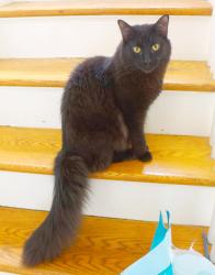 Lost Male Cat last seen Grove and Chestnut, Montclair, NJ 07042