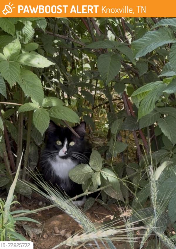 Found/Stray Unknown Cat last seen Bakertown Woods and Oakwood Hills Ln, Knoxville, TN 37931