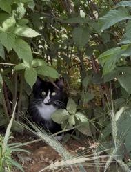 Found/Stray Unknown Cat last seen Bakertown Woods and Oakwood Hills Ln, Knoxville, TN 37931