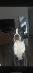 Lost Male Dog last seen Brookwood ests Homeowners, Lincoln County, TN 37334