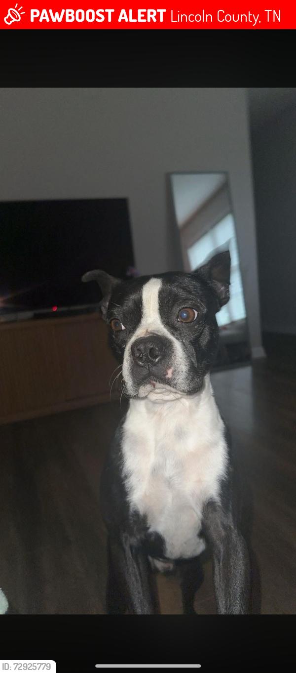 Lost Male Dog last seen Brookwood ests Homeowners, Lincoln County, TN 37334