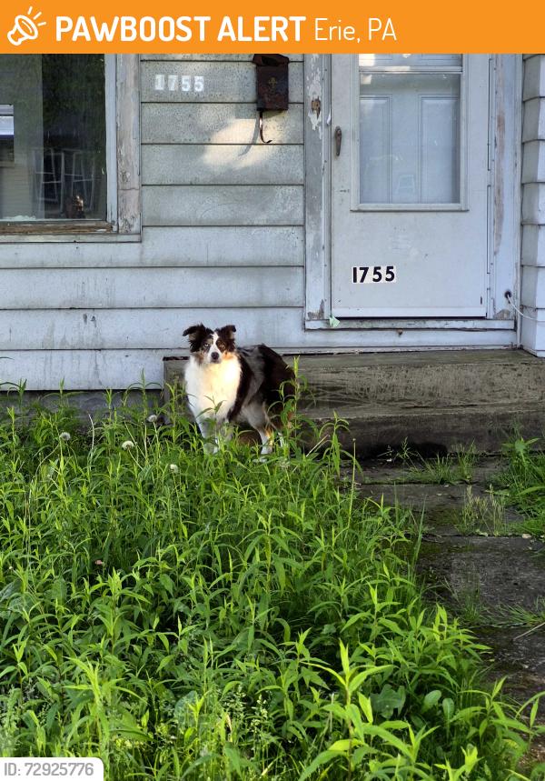 Found/Stray Unknown Dog last seen Fairmont and Downing, Erie, PA 16510